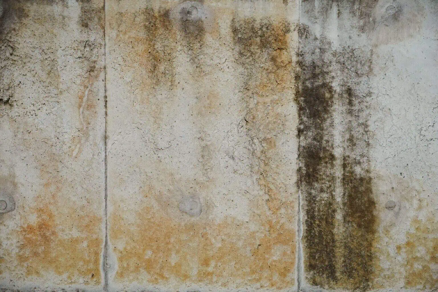 Mould Issue In Australian Properties